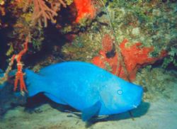 Parrotfish in the Bahamas by Kelly N. Saunders 